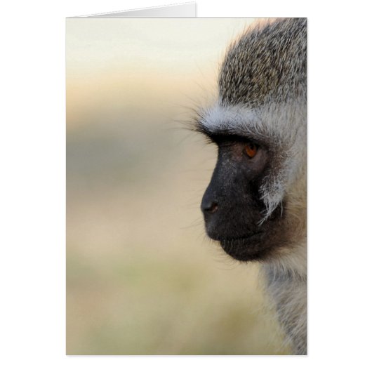Vervet Monkey Cards (Front)