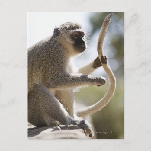 Vervet monkey holding tail postcard