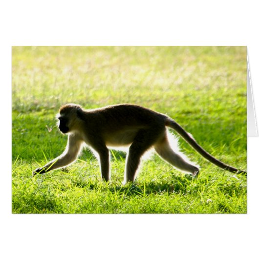 Vervet Monkey Morning Cards (Front Horizontal)