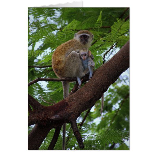 Vervet Monkey Mother and Child Card (Front)