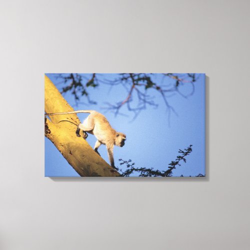Vervet monkey on tree branch  Serengeti Canvas Print