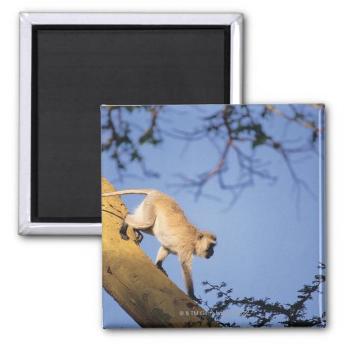 Vervet monkey on tree branch  Serengeti Magnet