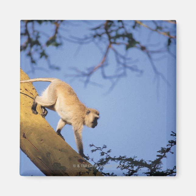 Vervet monkey on tree branch , Serengeti Magnet (Front)