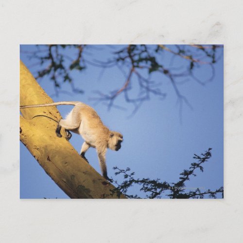 Vervet monkey on tree branch  Serengeti Postcard