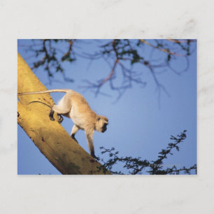 Vervet monkey on tree branch , Serengeti Postcard