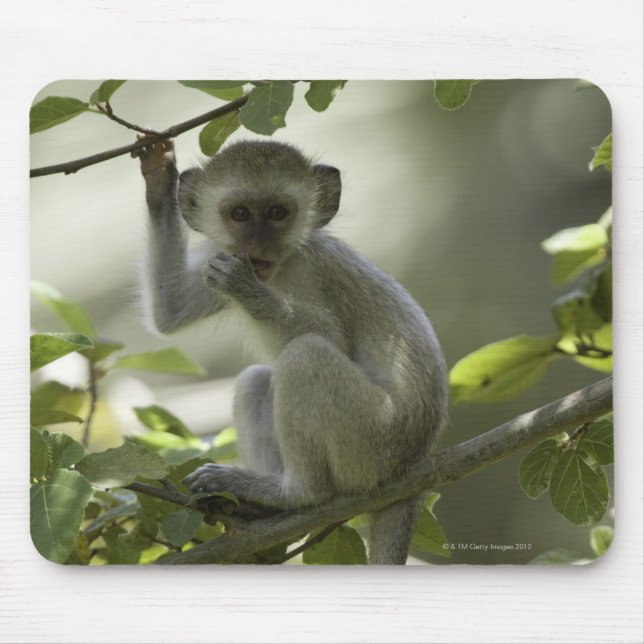 Vervet Monkey, Zimbabwe Mouse Pad (Front)