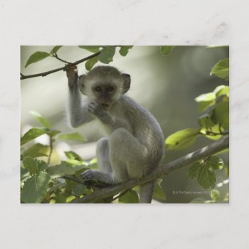 Vervet Monkey  Zimbabwe Postcard by prophoto at Zazzle
