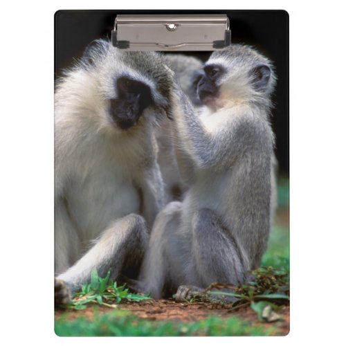 Vervet Monkeys Cercopithecus Aethiops Clipboard