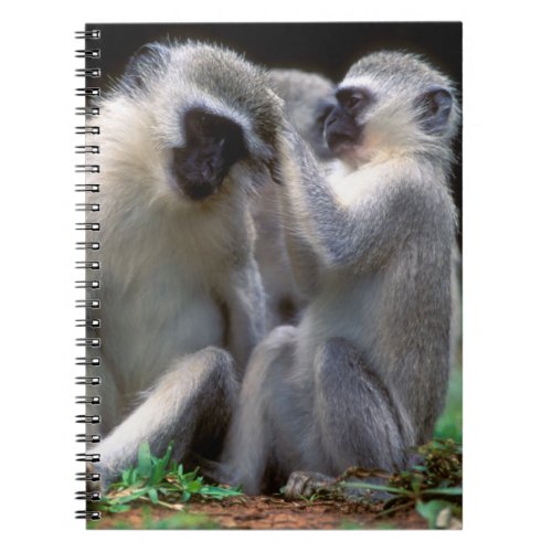 Vervet Monkeys Cercopithecus Aethiops Notebook
