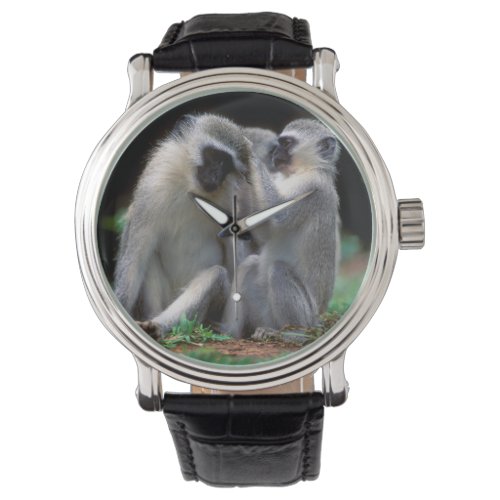 Vervet Monkeys Cercopithecus Aethiops Watch
