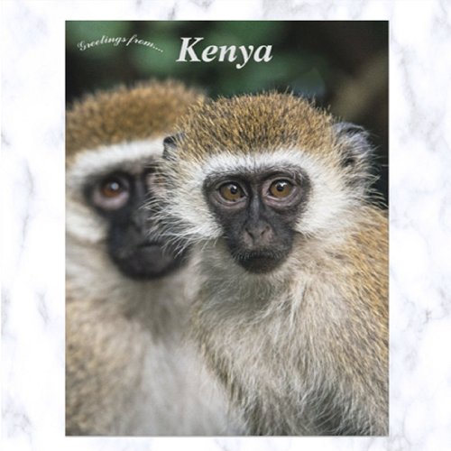 Vervet Monkeys in Nairobi Kenya Postcard