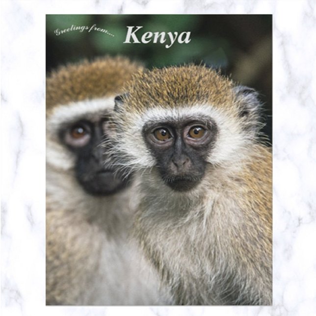 Vervet Monkeys in Nairobi Kenya Postcard (Creator Uploaded)
