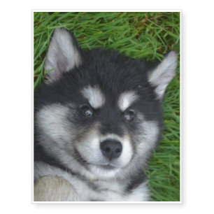 Very Cute Alaskan Malamute Puppy Temporary Tattoos