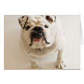 Very Cute Bulldog (Front Horizontal)