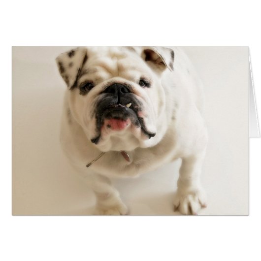 Very Cute Bulldog Cards (Front Horizontal)