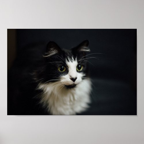 Very Cute Tuxedo Cat Poster