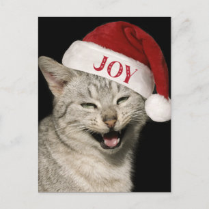 Very Funny Santa Cat Laugh Photo Christmas Holiday Postcard