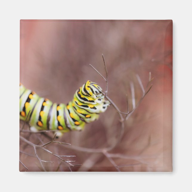 Very Hungry Caterpillar Magnet (Front)