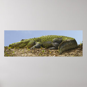 Very Large Alligator Panoramic Poster