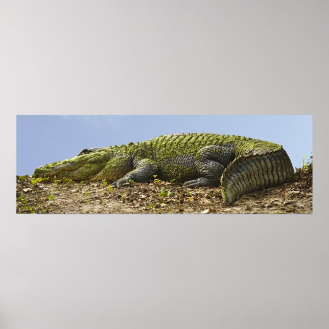 Very Large Alligator Panoramic Poster (Front)
