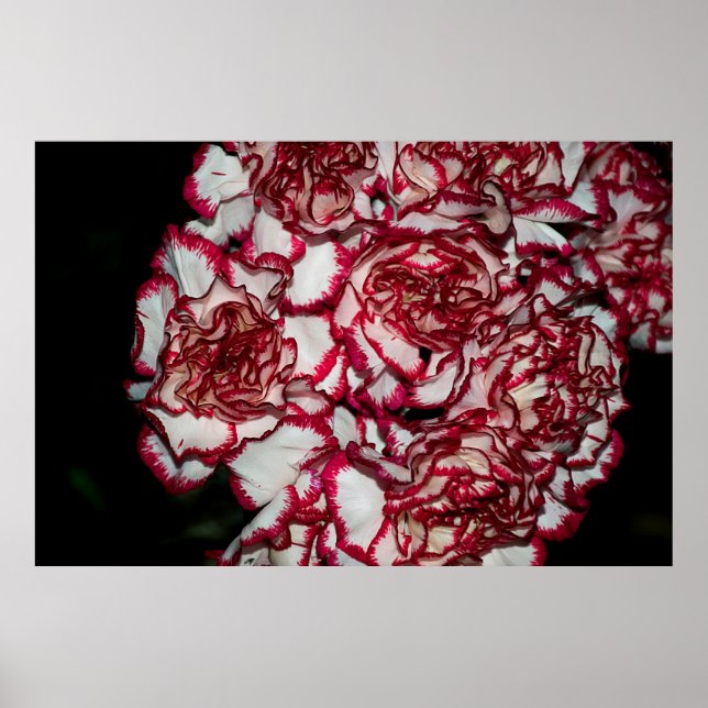 Very nice colorful carnation close up poster (Front)