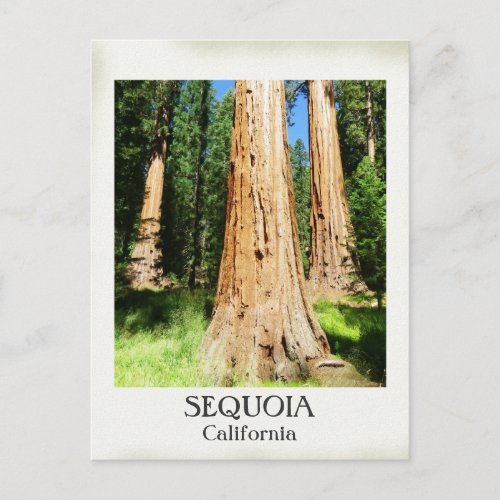 Very Nice Sequoia Postcard Postcard
