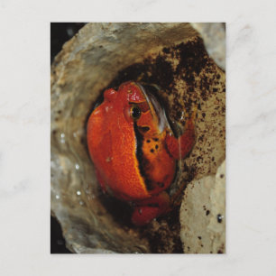 Very nice tomato frog. Frog with unusual color. Postcard