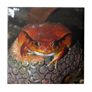 Very nice tomato frog. Frog with unusual color. Tile