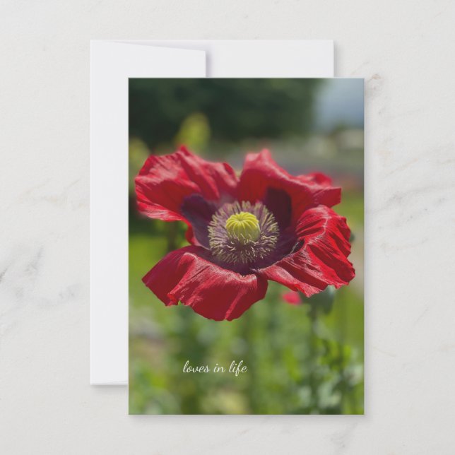 Very Open Red Poppy Note Card (Front)