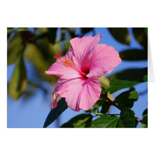 Very Pink Hibiscus Card (Front Horizontal)