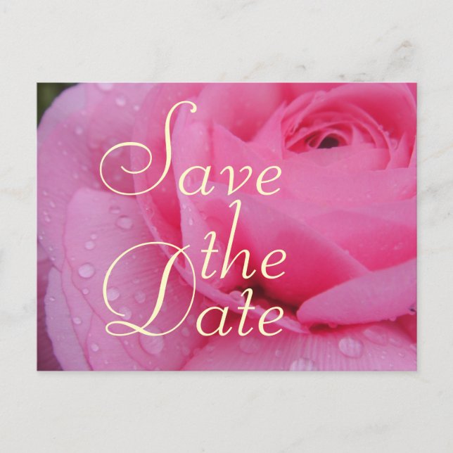 Very Pink Save The Date Rose Announcement Postcard (Front)