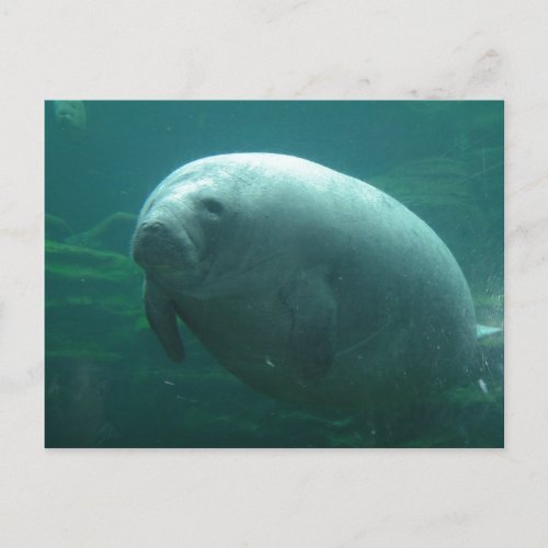 Very Round Manatee With Nice Face Postcard