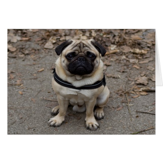 Very Serious Pug Cards (Front Horizontal)
