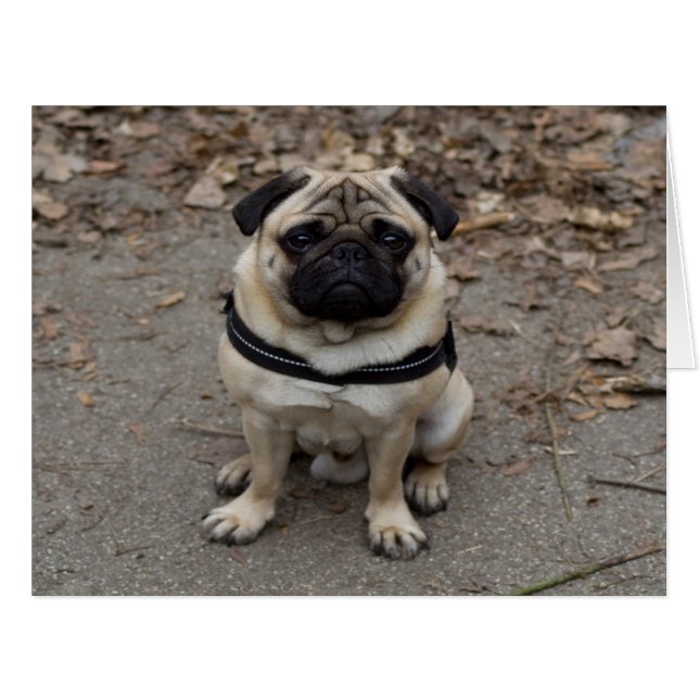 Very Serious Pug Cards (Front Horizontal)