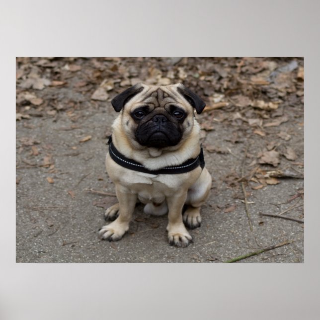 Very Serious Pug Poster (Front)
