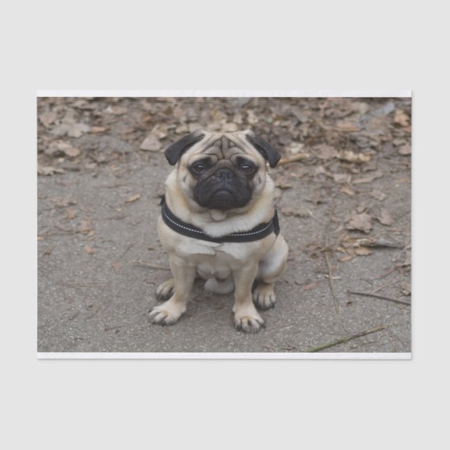 Very Serious Pug Tissue Paper (Front)