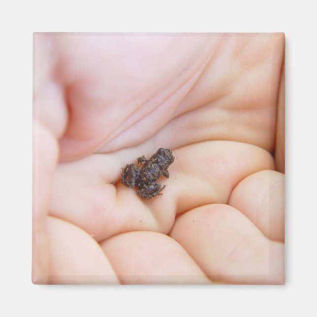 Very Tiny Black Frog About Size Of Fly In The Hand Magnet (Front)