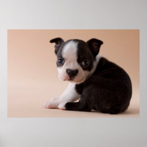 Very Young Boston Terrier Puppy Poster