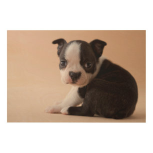 Very Young Boston Terrier Puppy Wood Wall Decor