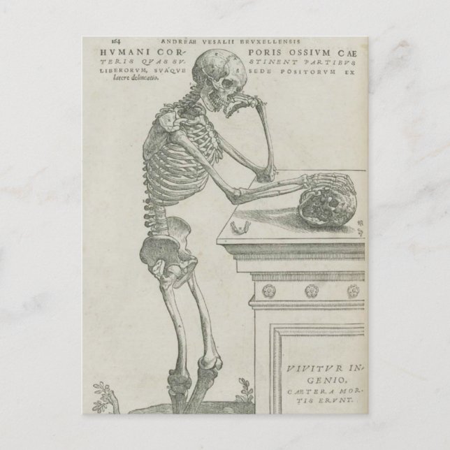 Vesalius Skeletal Image Postcard (Front)