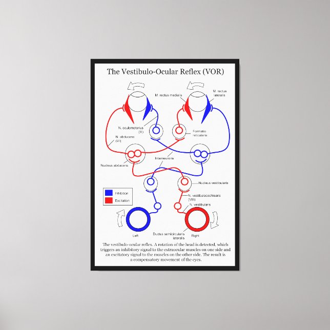 Vestibulo Ocular Reflex VOR Eye Movement Stabilize Canvas Print (Front)