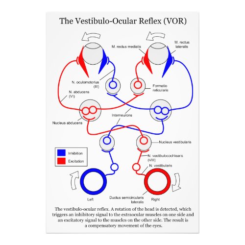 Vestibulo Ocular Reflex VOR Eye Movement Stabilize Photo Print