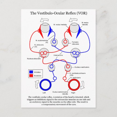 Vestibulo Ocular Reflex VOR Eye Movement Stabilize Postcard