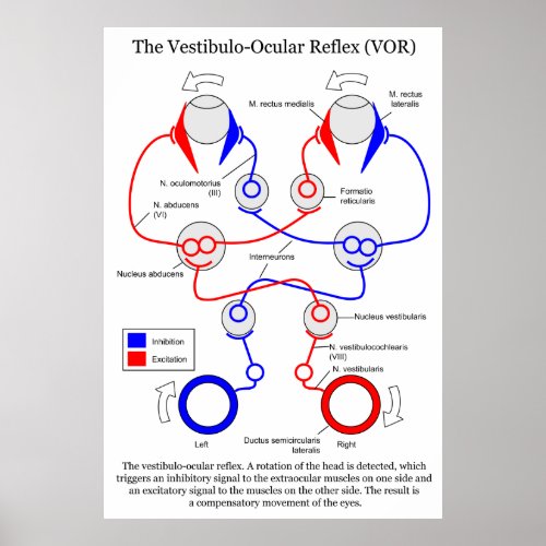 Vestibulo Ocular Reflex VOR Eye Movement Stabilize Poster