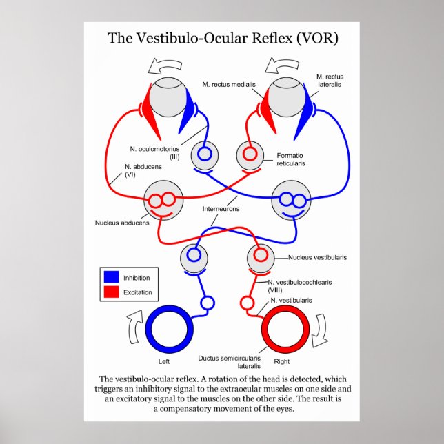 Vestibulo Ocular Reflex VOR Eye Movement Stabilize Poster (Front)