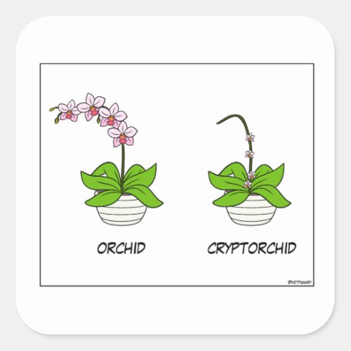Veterinary Orchid Square Sticker
