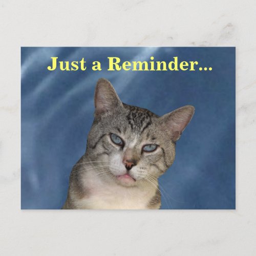 Veterinary Reminder Tough Cat Postcard