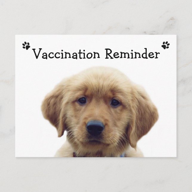 Veterinary Vaccination Reminder Puppy Postcard (Front)