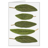 VIBIRNUM leaves PEACE (Front)