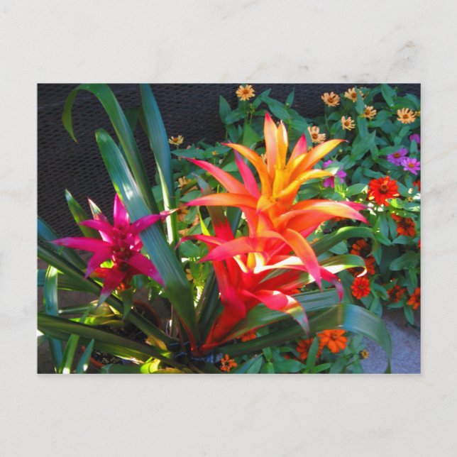 Vibrance Postcard (Front)